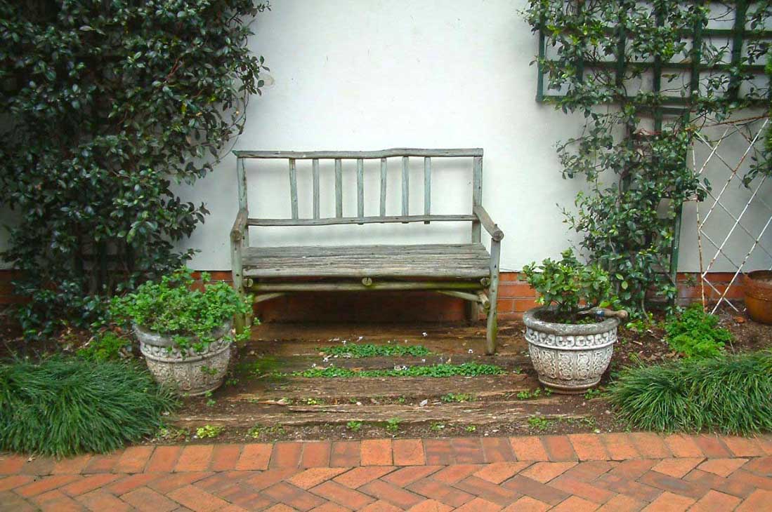 Lemon Tree